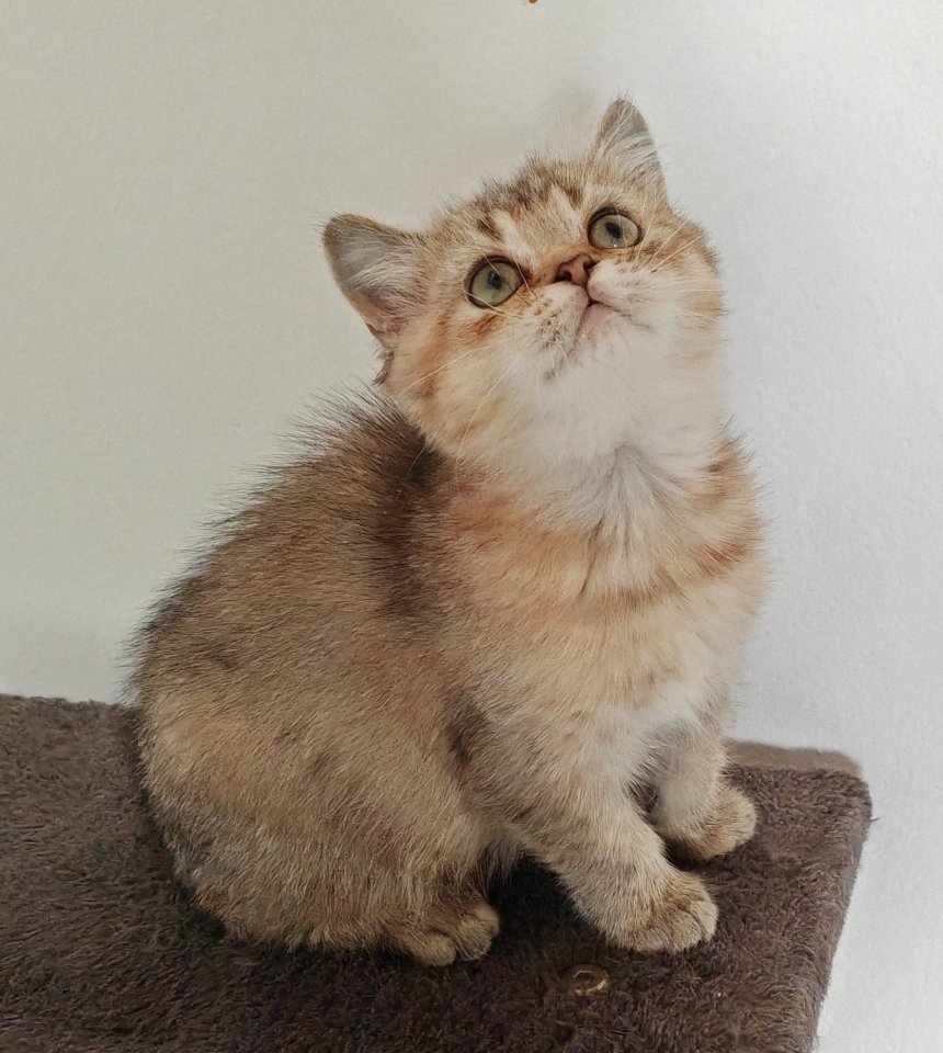 Nur noch 2 Kittens suchen liebevolle Zuhause - Katzen - Konstanz 