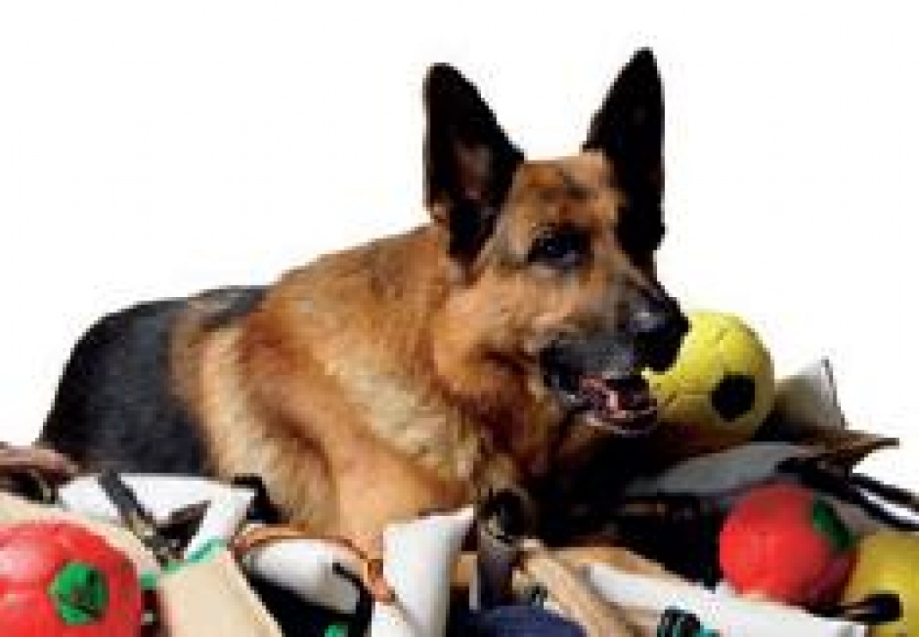 Kauartikel und Hundesport Zubehör - Zoohandlungen - Berlin
