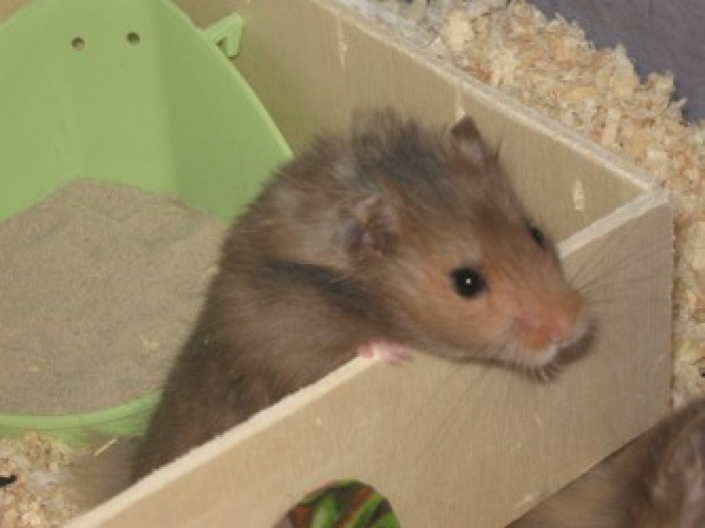 8 Wochen alter Teddyhamster sucht ein neues Zuhause - Nagetiere - Hambühren