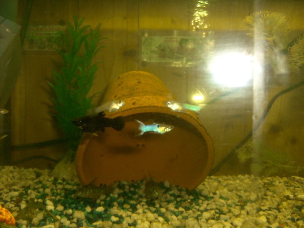 Super hübsche Black Molly´s abzugeben - Fische - Hannoversch Münden