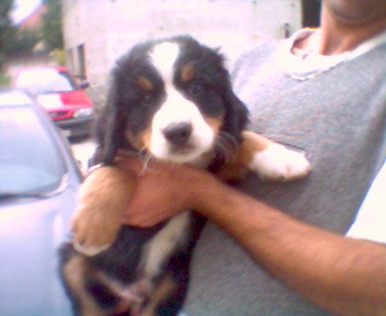 Berner Sennenhund - Sonstiges - München