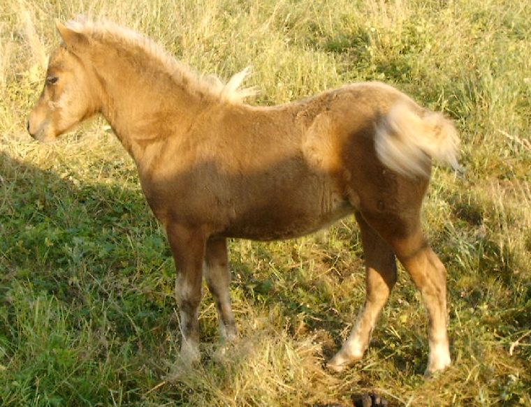 Classic Pony Stutfohlen - Pferde - 