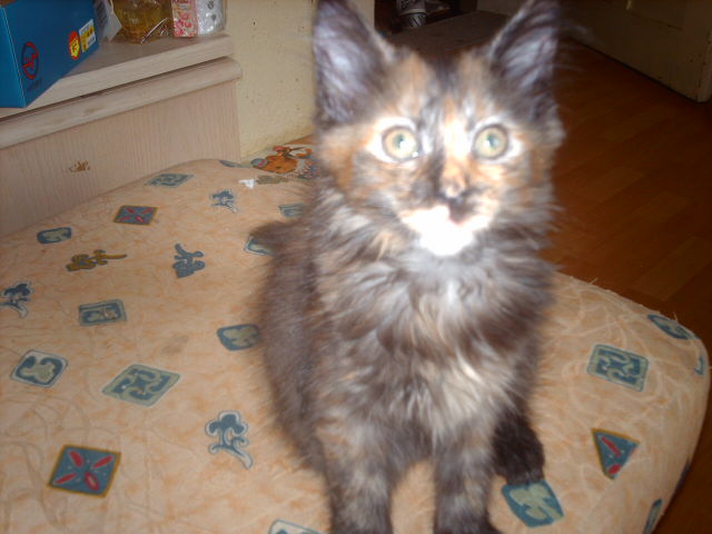 Maine coon Katzenbabys - Katzen - 