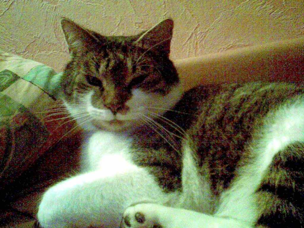 Kater vermisst - Entlaufen Zugelaufen - Brieselang