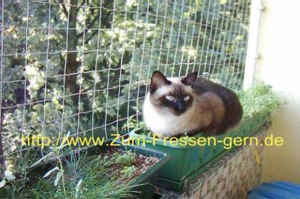 Katzenschutznetze in verschiedenen Ausführungen ! - Zoohandlungen - ´Berlin