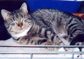Tigerkater vermisst - Entlaufen Zugelaufen - Freiburg im Breisgau