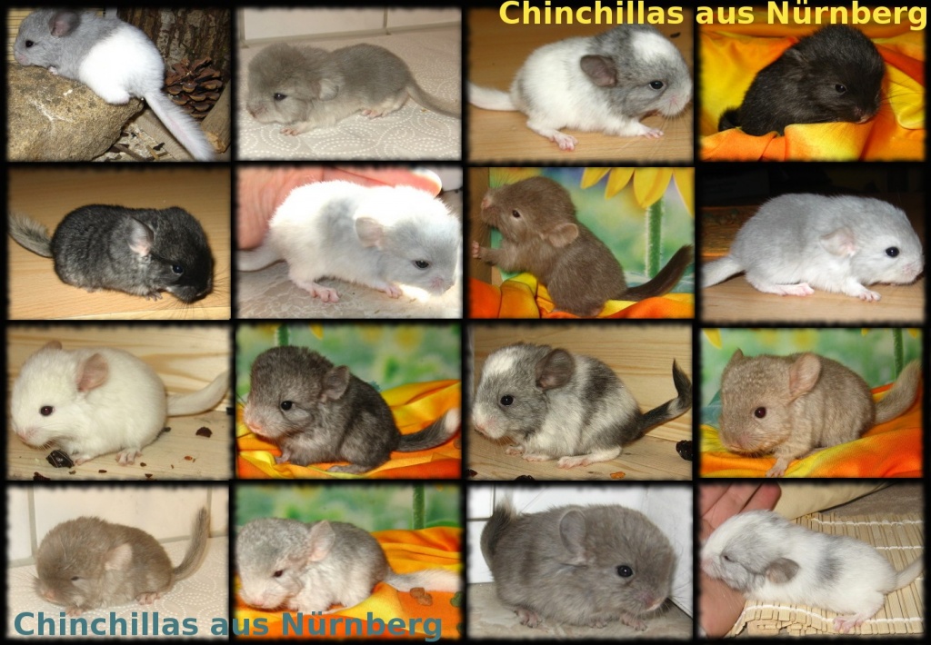 Chinchilla Jungtiere in verschiedenen Farben - Nagetiere - Nürnberg