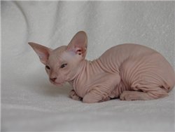 PETERBALD sphynx kittens - Katzen - Lithuania
