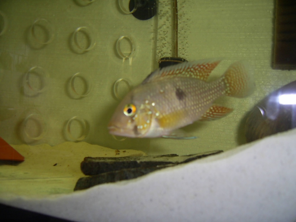 Geophagus Brasiliensis, NZ - Fische - Oberasbach