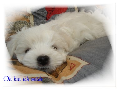 Malteser Welpen - Hunde - Recke