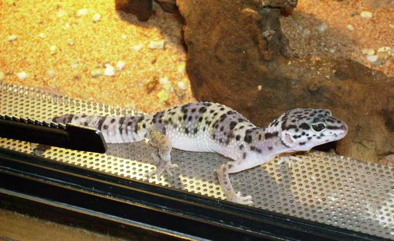 Leopardgeckos (Eublepharis macularius) aus eigener Zucht abzugeben - Reptilien - Groß Umstadt