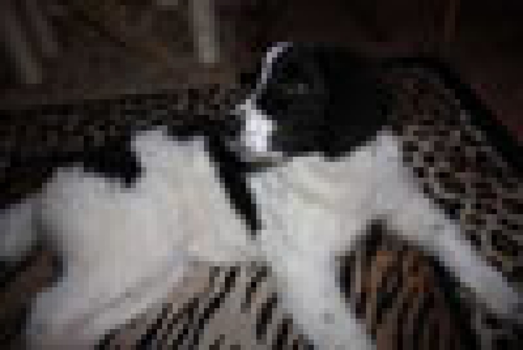 Zoey weiß/schwarze Mischlingshündin vermisst - Hunde - Röttenbach