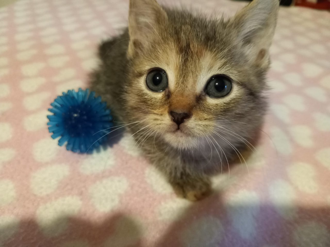 Mainecoon Mix Kitten - Katzen - Löhne