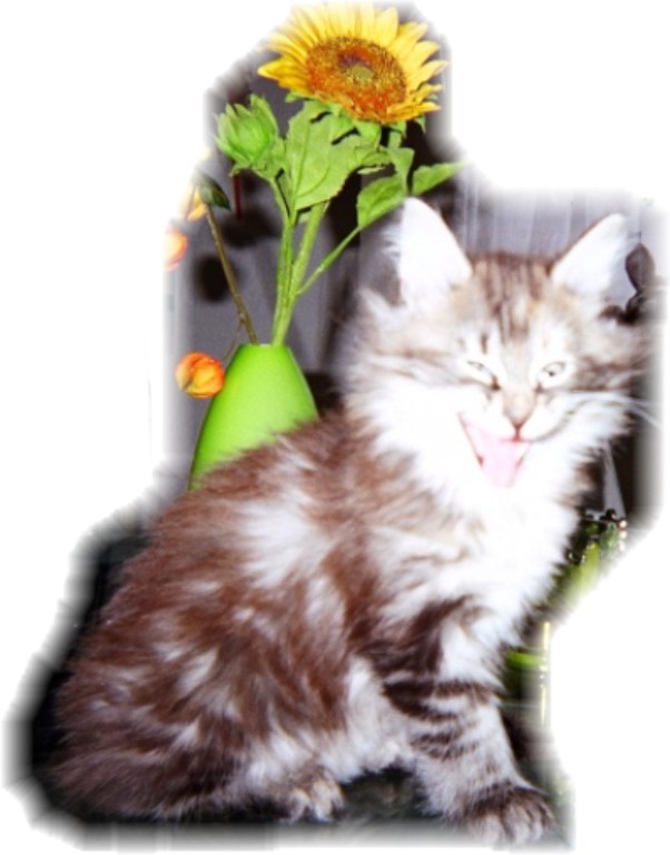 Norwegische Waldkatzen mit Lux-Pinselchen ! - Katzen - Essen