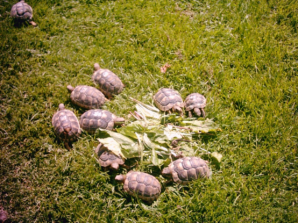 Griechische Landschildkröten NZ 2021 - Reptilien - Aystetten