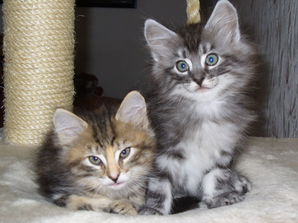 Norwegische Waldkatzen mit Papieren - Katzen - Chemnitz/Mittelbach