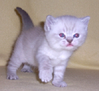 BKH und Selkirk Rex Kätzchen - Katzen - Berlin