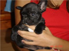 Französische Bulldoggen - Hunde - München