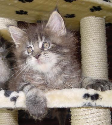 A COONATTACK MAINE COON CAT - Katzen - Selters Taunus