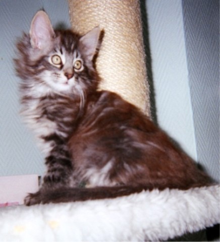 Norwegisches Waldkatzenbaby Kater - Katzen - Essen