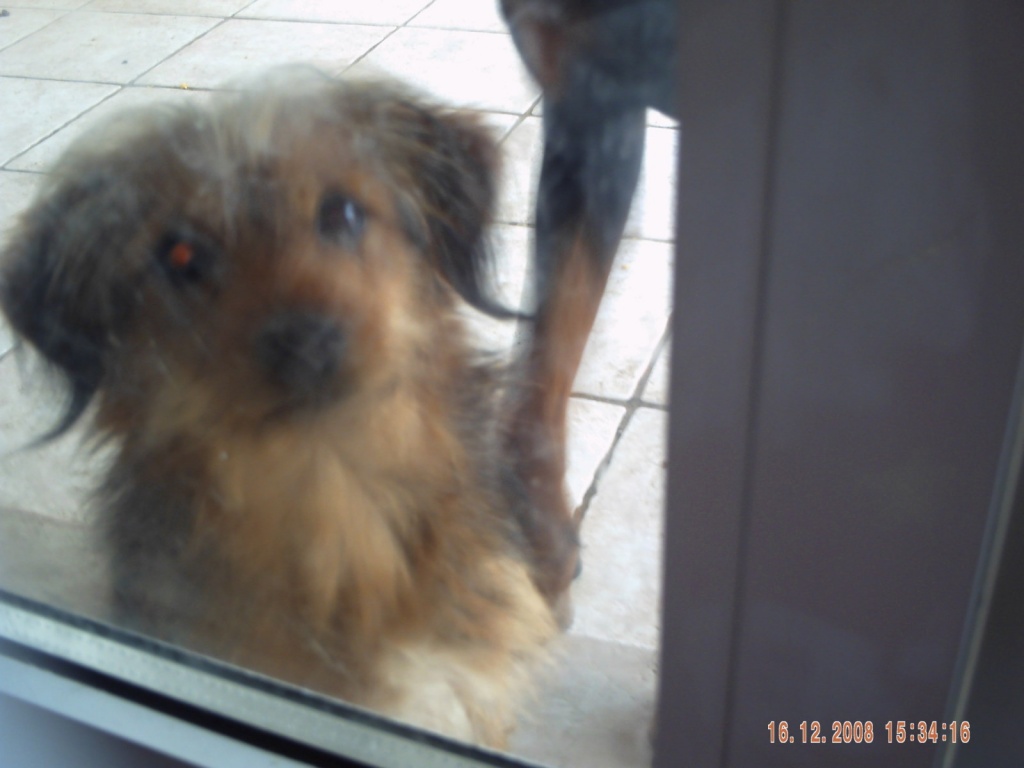 Pudel mix - Tierbuecher - Spanien