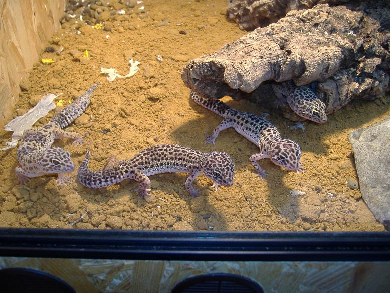4 Leopardgeckos mit Terrarium - Reptilien - Spenge