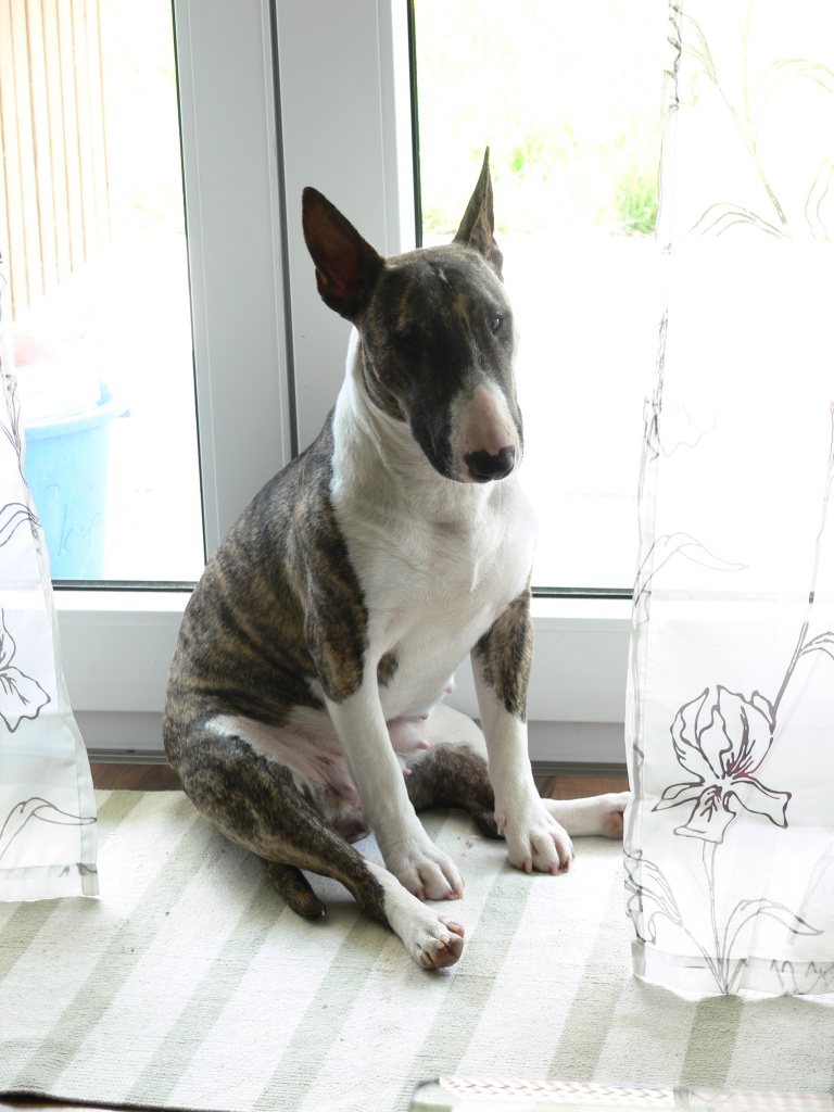 Miniatur Bullterrier vermisst - Entlaufen Zugelaufen - Schömberg