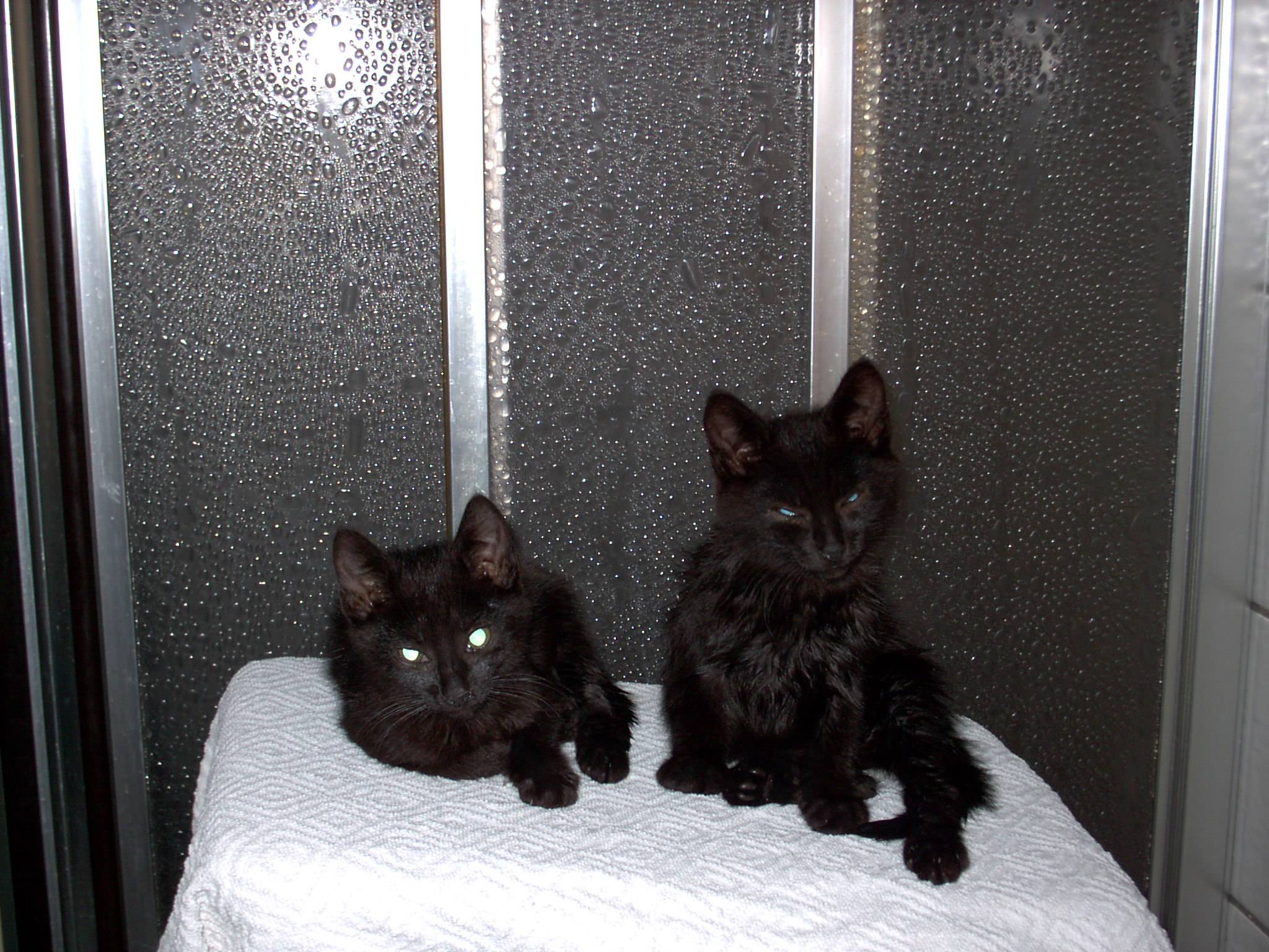 Tim und Tara suchen ein liebevolles Zuhause - Katzen - Viersen