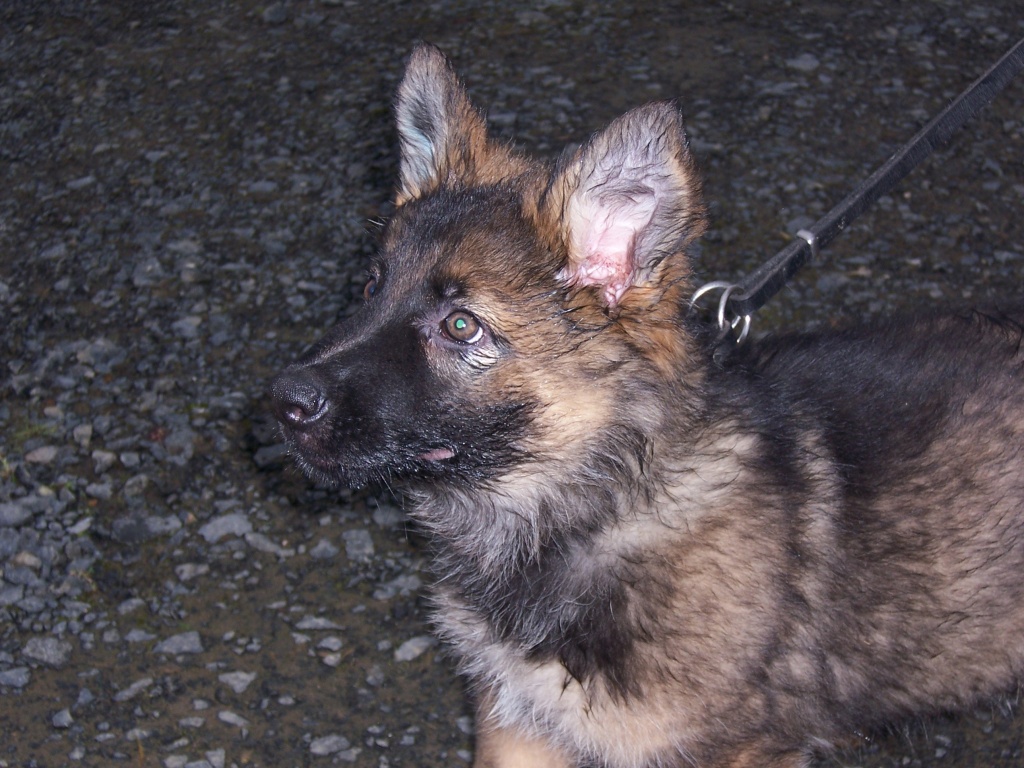 Graue Langhaarschäferhündin - Tierboersen - Vettelschoß
