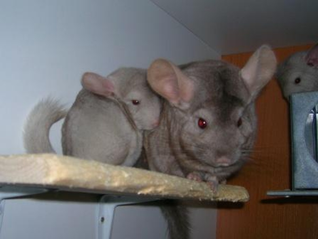 Pastell Ebony Weibchen und Ebony dunkel Böckchen - Nagetiere - Bottrop