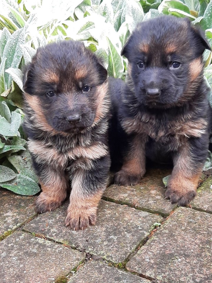 Sehr schöne schwarz-braune Schäferhundwelpen - Hunde - Weißenfels