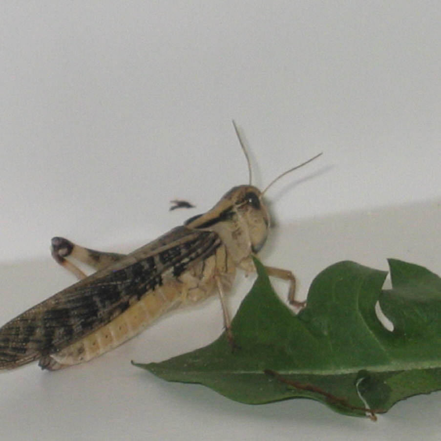 Wanderheuschrecken - Insekten - Sommersdorf