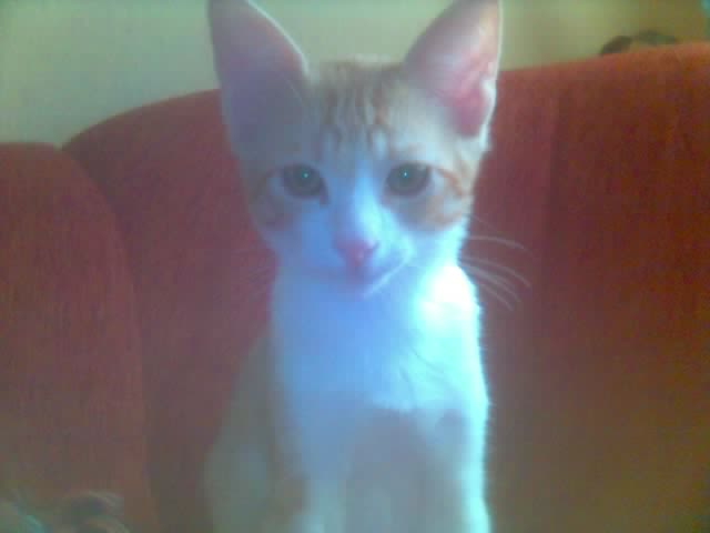 Kater sucht zu Hause - Katzen - Seyda