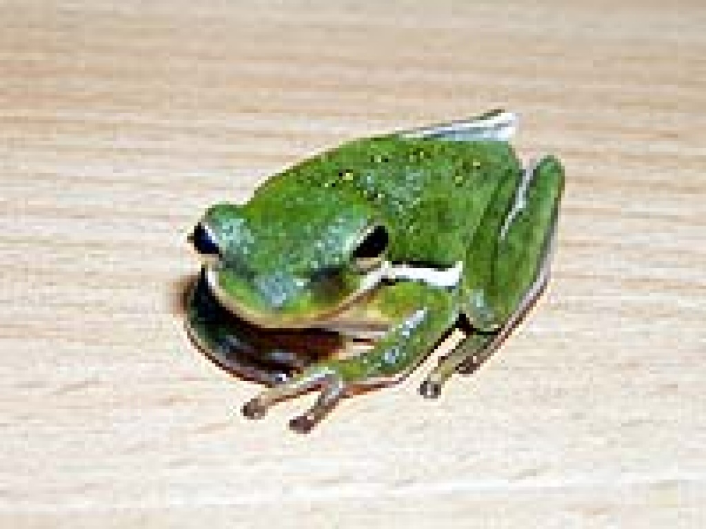 2 laubfrösche abzugeben - Amphibien - Kehl