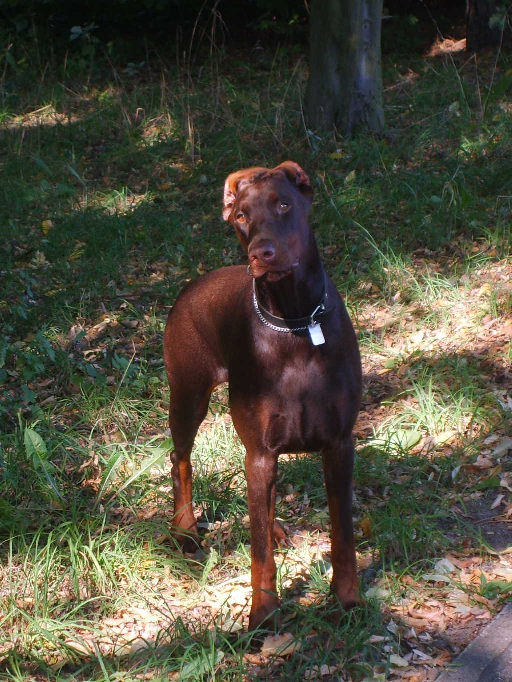 Dobermannhündin 2 J. alt - Hunde - Berlin