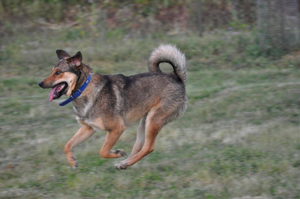 Gino :) er mag Kinder sehr gern. - Hunde - Recklinghausen