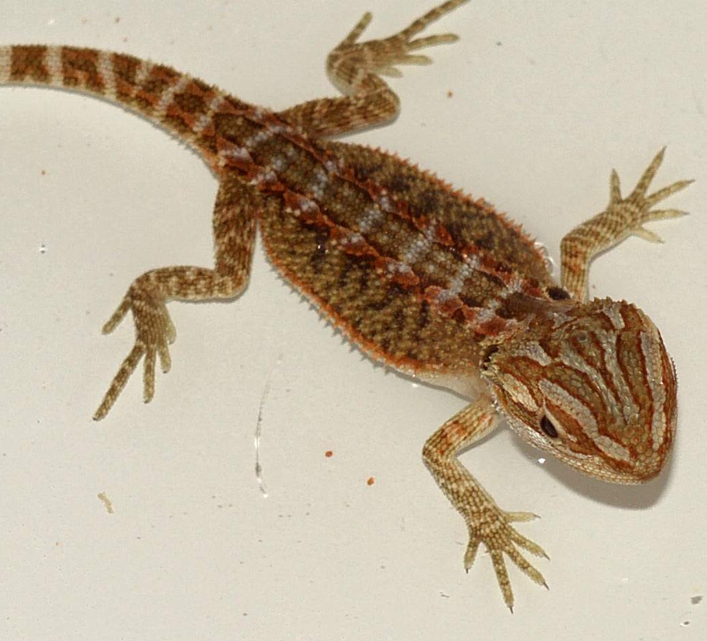 Bartagamen Farbzucht Jungtiere abzugeben - Reptilien - Wegberg