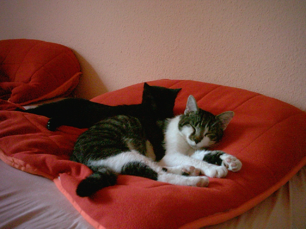 Vermisst wird Kater Gismo - Entlaufen Zugelaufen - Kassel