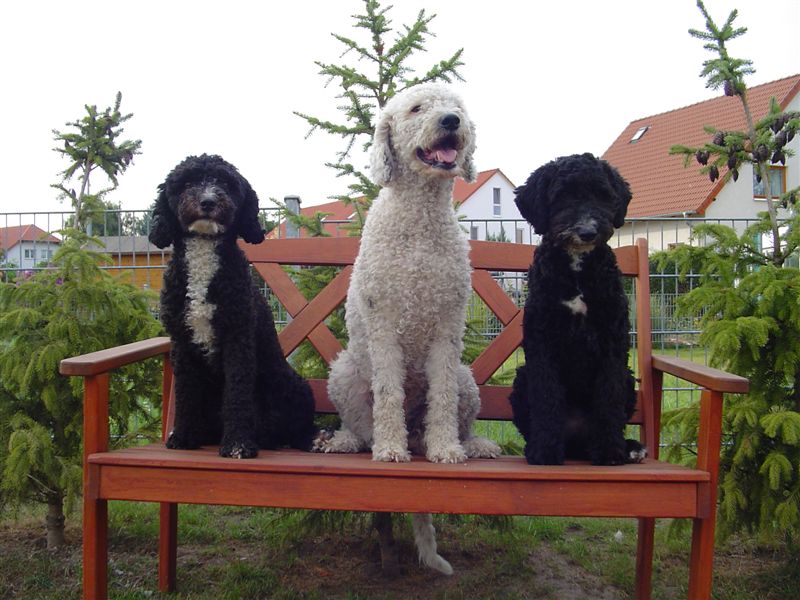 Hundeschule Kathrin Librenz - Hunde - Magdeburg