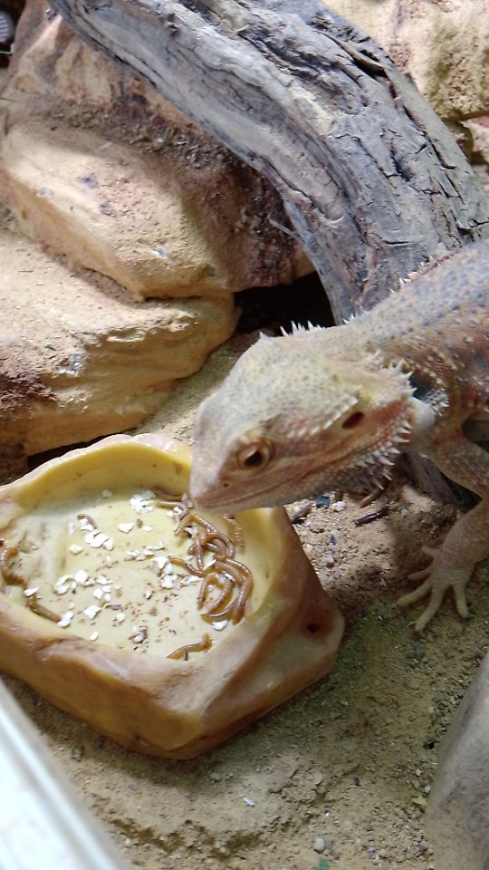 Bartagamen Weibchen - Reptilien - Sörup