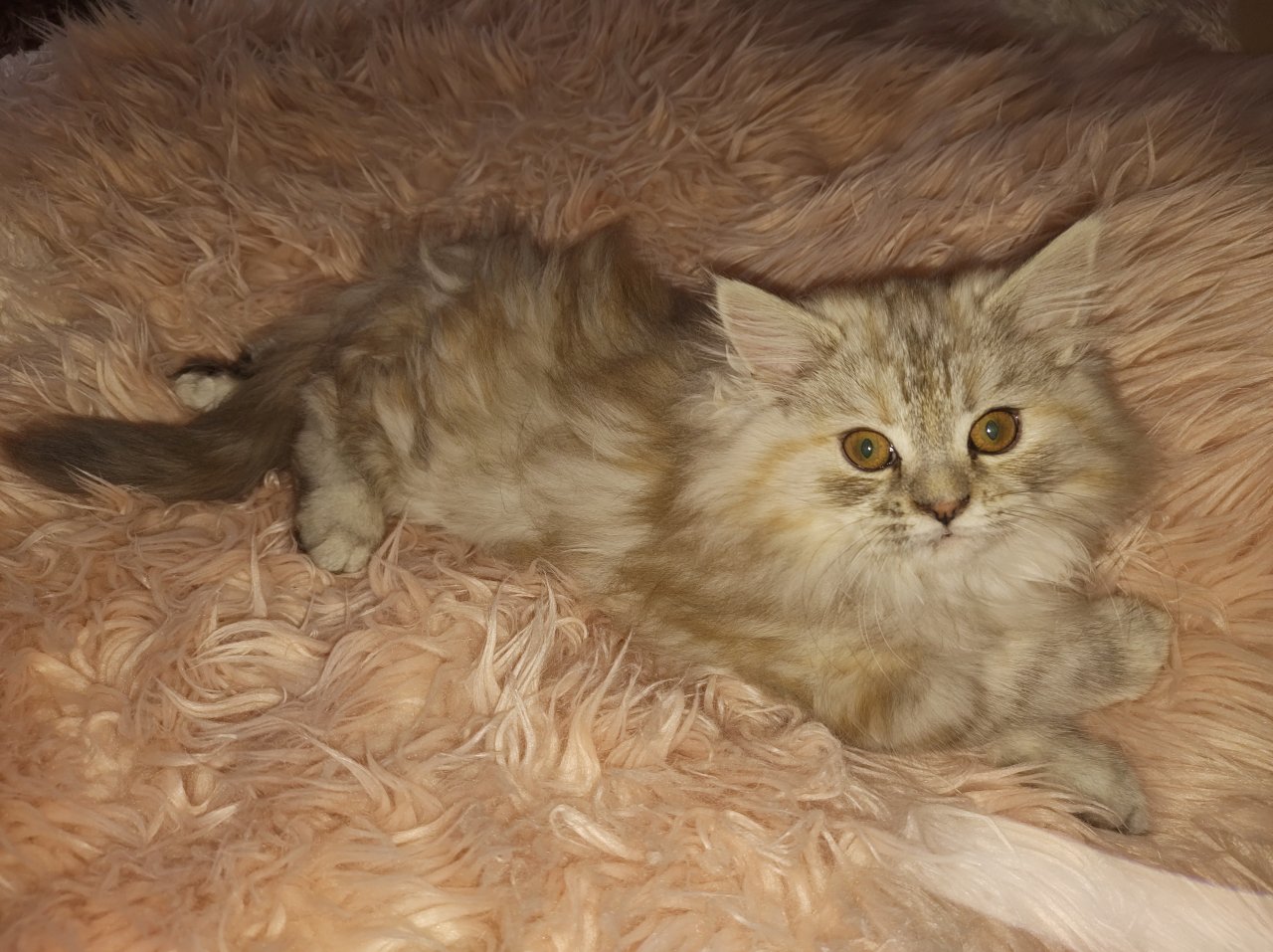 Sibirische Waldkatzen Kitten - Katzen - Potsdam