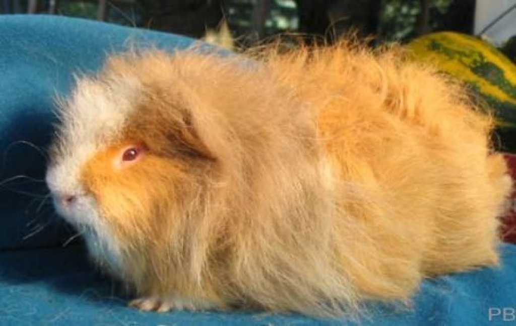 CH-Teddy-Meerschweinchen in Sonderfarbe sucht neues Zuhause - Nagetiere - Borna
