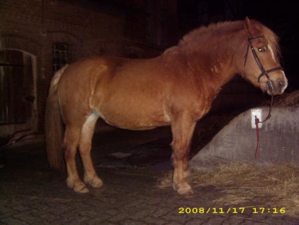 Biete Reitbeteiligung, LK Hersfeld-Rotenburg - Pferde - Rotenburg am der Fulda