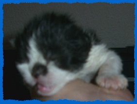 Hurra unsere Babys sind da!!!! - Katzen - Plauen