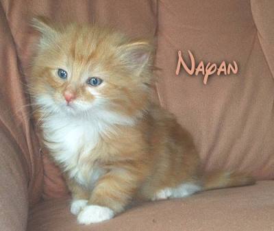 Norwegische Waldkatzenbabies - Katzen - Groß Schwülper