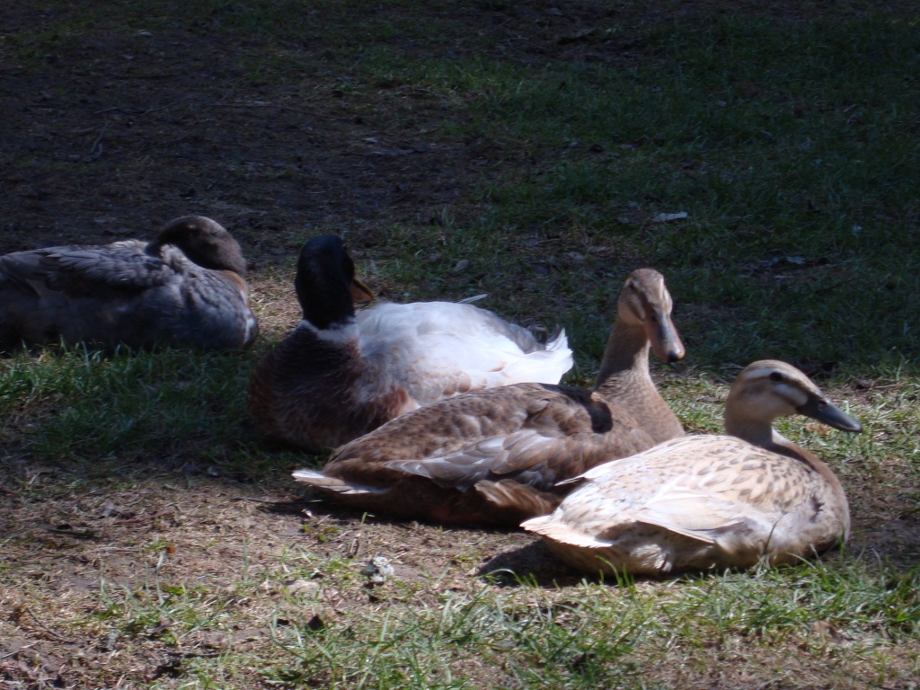 Laufentenküken - Nutztiere - Marienmünster