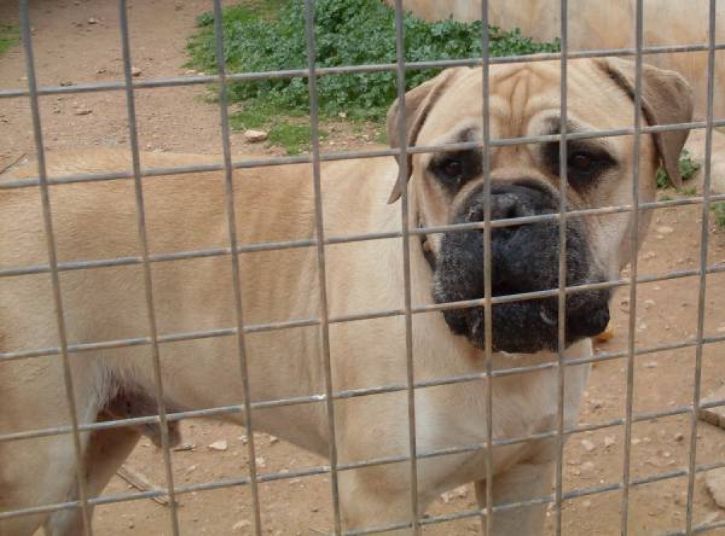 Flugpaten für Bullmastiff gesucht Mallorca-Zürich/Stuttgart/München und Umgebung - Flugpaten - Reken