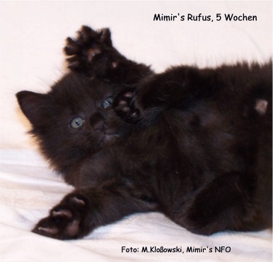 Norwegische Waldkatzen - Katzen - 