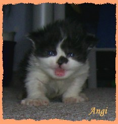 Bildschöne Perserbabys mit Näschen aus liebevoller, seriöser Hobbyzucht suchen d - Katzen - Plauen