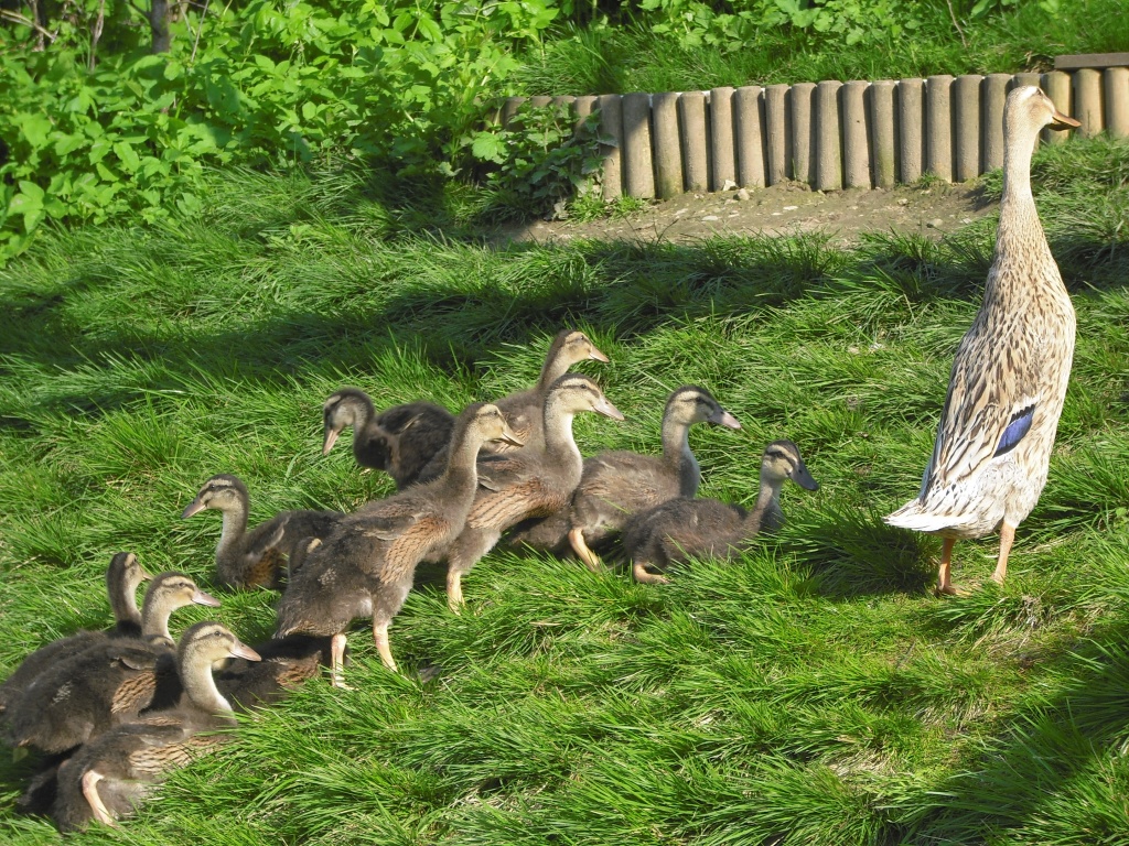11 LAUFENTEN BABIES ZUM VERKAUFEN!! - Nutztiere - Warburg